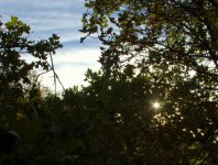 Sunstar in the Forest  9-17-2016.jpg