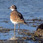 Killdeer.jpg