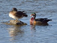WoodDuck.jpg