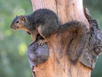 Squirrel.jpg