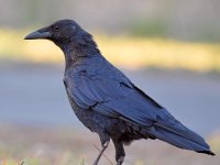 Crow2.jpg