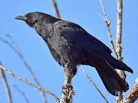Crow4.jpg