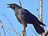 Crow5.jpg