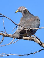 Pigeon.jpg