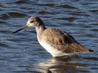 Sandpiper7.jpg