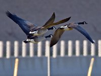 Geese.jpg
