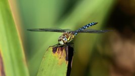 DSC_1152.jpg