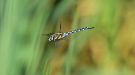 DSC_1157.jpg
