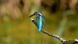DSC_1240.jpg