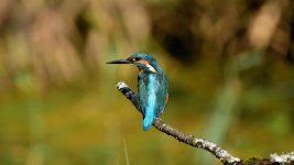 DSC_1237.jpg