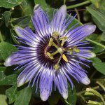 Passiflora7.jpg