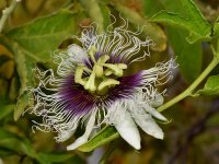 Passiflora3.jpg