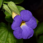 Thunbergia.jpg