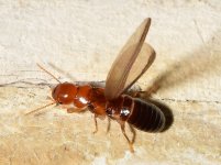 Termite.jpg
