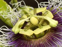 Passiflora6.jpg