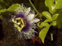 Passiflora5.jpg