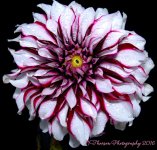 White and Purple Dahlia #2 9-19-2016.jpg