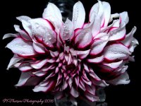 White and Purple Dahlia #3 9-19-2016.jpg