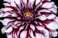 White and Purple Dahlia #5 9-19-2016.jpg