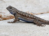Lizard4.jpg