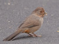 Towhee2.jpg