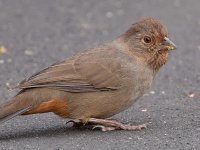 Towhee.jpg