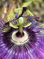 Passiflora2.jpg