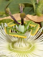 Passiflora.jpg