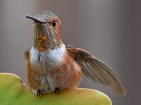 Hummer5.jpg