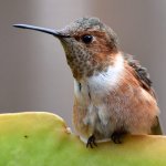 Hummer6.jpg