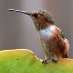 Hummer7.jpg