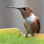 Hummer4.jpg