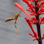 Wasp.jpg