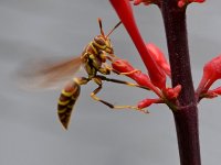 Wasp2.jpg