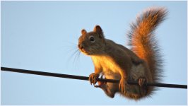 10mb Squirrel on wire DSC_2045 -1.jpg
