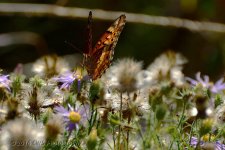 9-19-16-cr__D7K4369.jpg