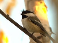 chickadee DSC_2021 -1.jpg