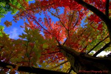 Red Maple Tree #3  9-21-2016.jpg