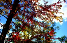 Red Maple Tree #4  9-21-2016.jpg