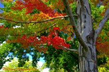 Red Maple Tree #5  9-21-2016.jpg