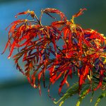 1-DSC_4105.jpg