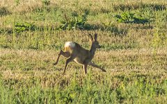Roe Deer.jpg