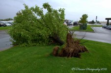 Tree Down on Hill Field Road 9-22-2016.jpg