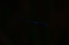 ROY_9677.JPG