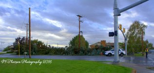 100 Year Old Pine Trees Toppled like Dominoes #2  9-22-2016.jpg