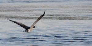 DSC_2192+Jesse Laike Birding d7100 -0021.jpg