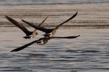 DSC_2193+Jesse Laike Birding d7100 -0022.jpg