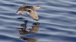 DSC_2426+Jesse Laike Birding d7100 -0045.jpg