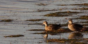 DSC_2443+Jesse Laike Birding d7100 -0048.jpg