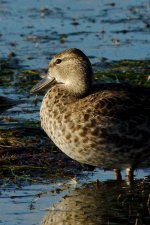 DSC_2447+Jesse Laike Birding d7100 -0049.jpg